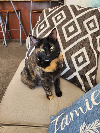 Lost Cat in San Diego