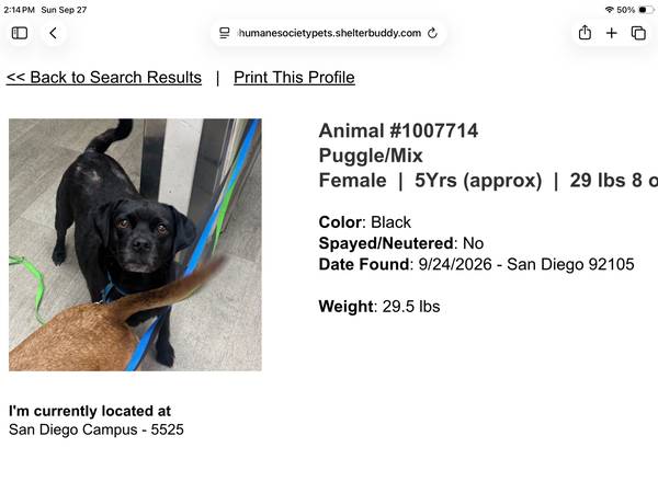 Found dog