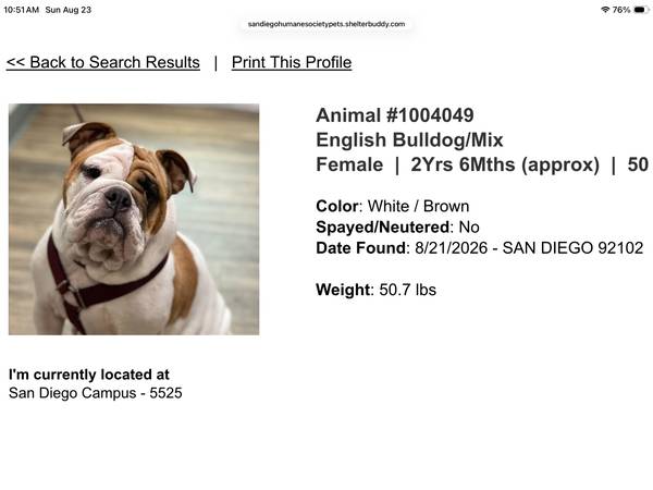 Found dog