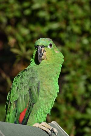 Lost Bird in La Terraza