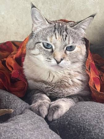 Lost Cat in Vista