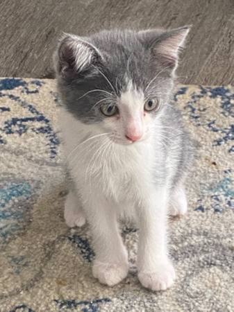 Lost Cat in San Diego