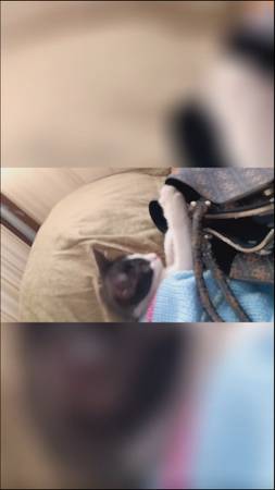 Found cat