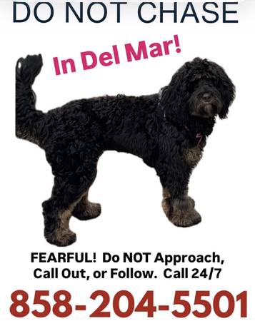 Lost dog