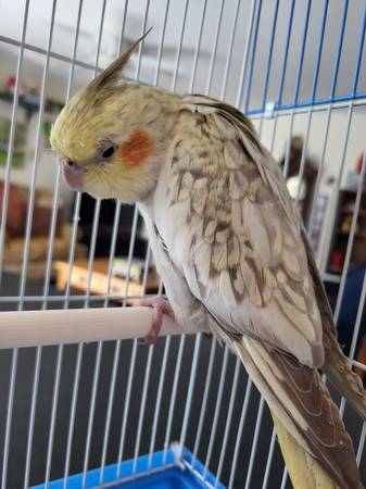 Found bird
