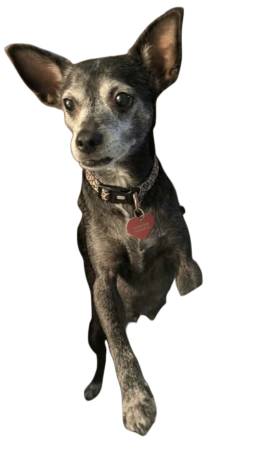 Lost Dog in San Diego