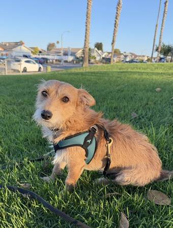 Lost Dog in San Diego