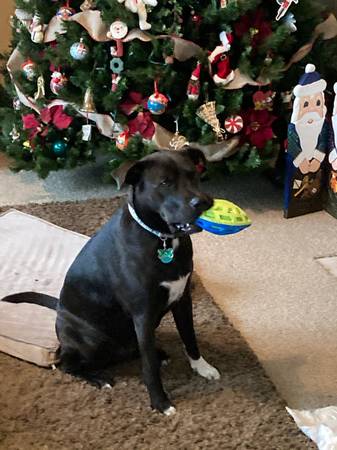 Lost Dog in San Diego