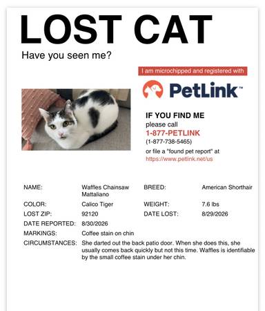 Lost cat
