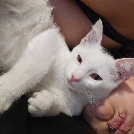 Lost Cat in Chula Vista