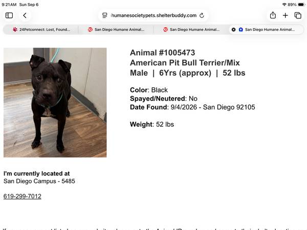 Found dog