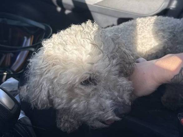 Found dog