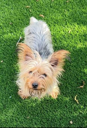 Lost Dog in Chula Vista