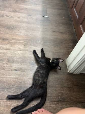 Lost Cat in Vista