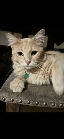 Lost cat