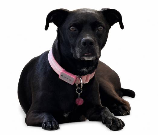Lost dog