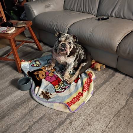 Found dog