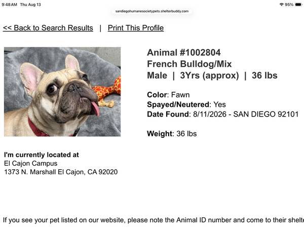 Found dog