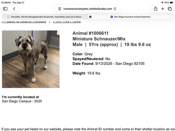 Found dog