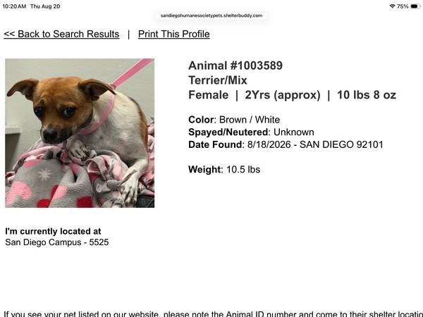 Found dog