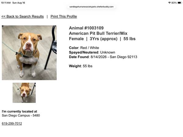 Found dog