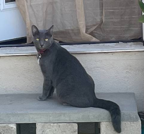 Lost cat