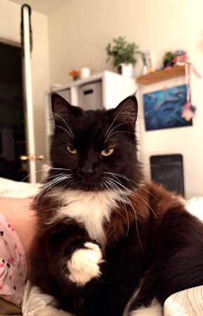 Lost cat