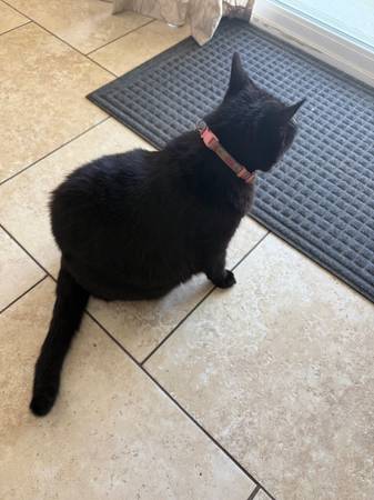Lost cat