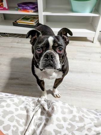Lost dog