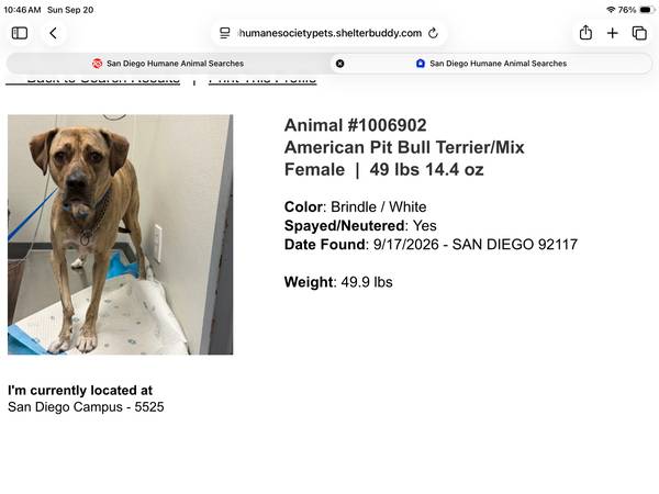 Found dog