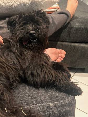 Lost dog