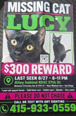 Lost cat