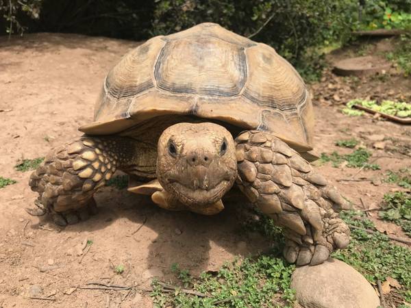 Lost tortoise