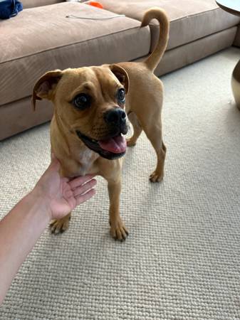 Found dog