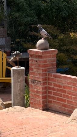 Found bird