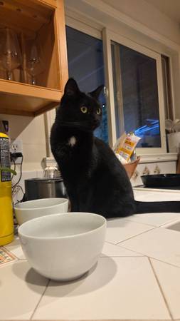 Lost cat
