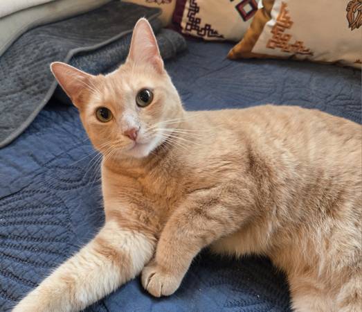 Lost cat