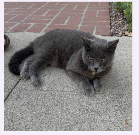 Found cat