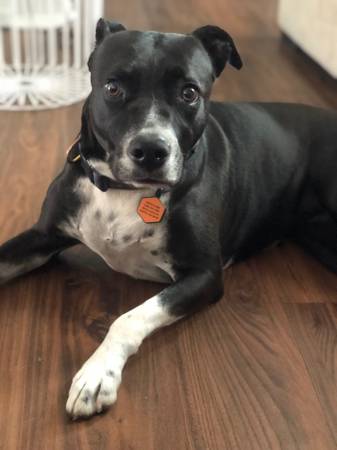 Lost Dog in Santa Barbara