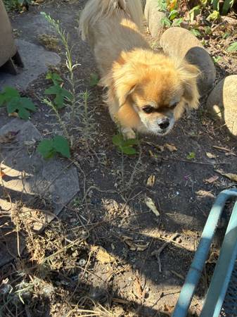 Found Dog in Santa Barbara