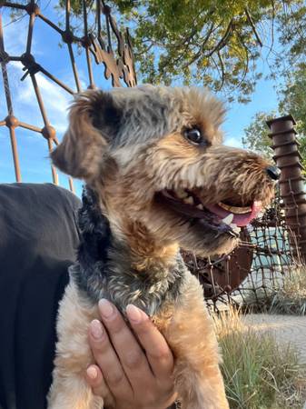 Found Dog in Santa Barbara