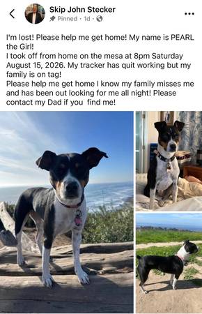 Lost Dog in The Mesa