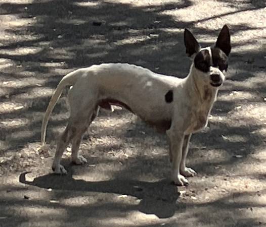 Found Dog in Santa Barbara