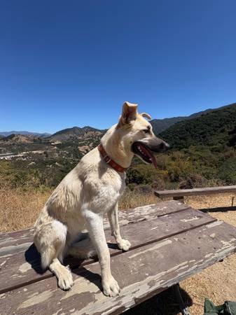 Lost dog