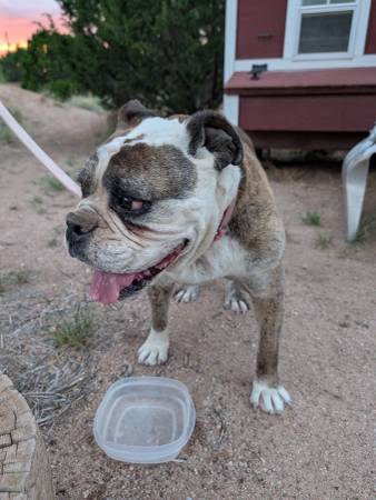 Found dog