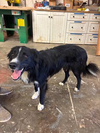 Found dog