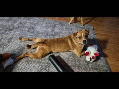Lost dog