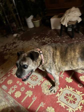 Found Dog in Cerrillos