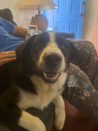 Found dog