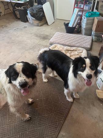 Found dog